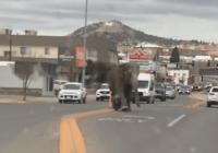 Слон втік із цирку і ходив вулицями міста в США (відео)