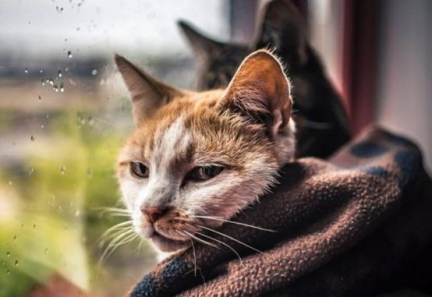 ����: facenews.ua