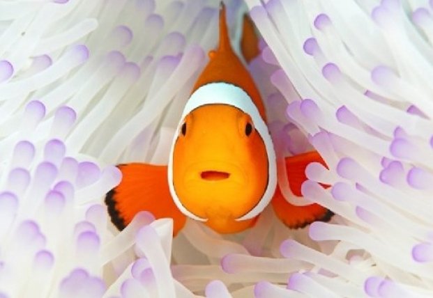 ����: facenews.ua