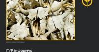 Росія створює умови для спалаху сибірської виразки на Херсонщині, звинувачують у ГУР