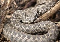 Змії та інші тварини масово помирають на Дніпропетровщині через кліматичні зміни (фото)