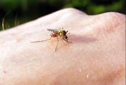 Как защититься от укусов насекомых