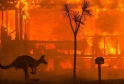 Пожары в Австралии показали, что идиотизму наших соотечественников нет предела