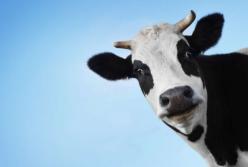 Бесхребетное министерство агрополитики: Бюрократы лишили молочное животноводство денег