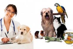 Міжнародний день ветеринарного лікаря (World Veterinary Day)