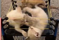 Котята устроили бой без правил в боксерском ринге (видео)