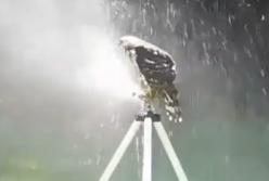 "Эх, прокачусь!" Догадливая птица устроила карусель и душ одновременно, катаясь на поливочной системе (видео)
