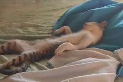 Кот, кайфующий под вентилятором, стал звездой Интернета (видео)