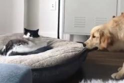 Пес изо всех сил пытается согнать кота с кроватки (видео)