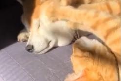 Рыжий кот делает массаж собаке (видео)