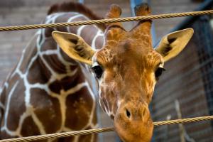В зоопарке жирафа убили и скормили львам на глазах у посетителей (ФОТО)