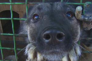 Собачья жизнь в оккупированном Донецке