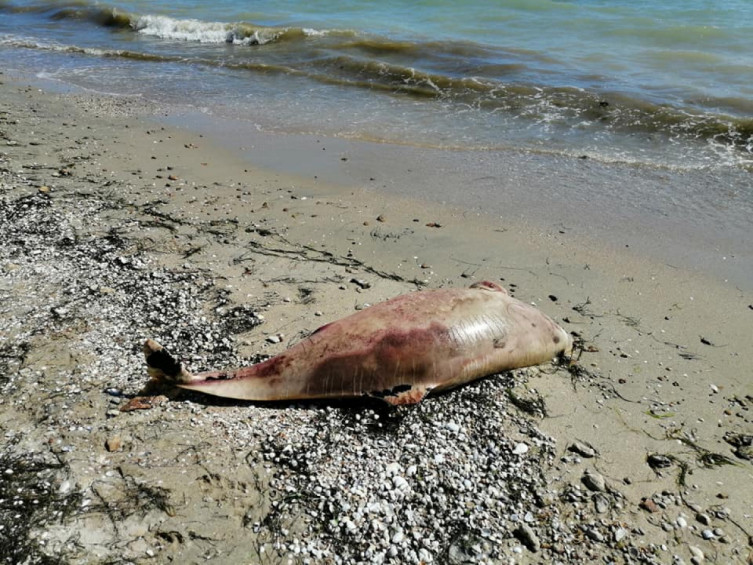 На запорожском курорте море выбросило на берег мертвых дельфинов