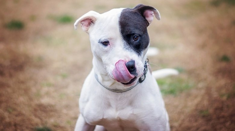 Почему собаки едят экскременты?