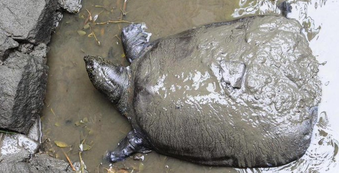 Возраст черепахи составлял 90 лет
