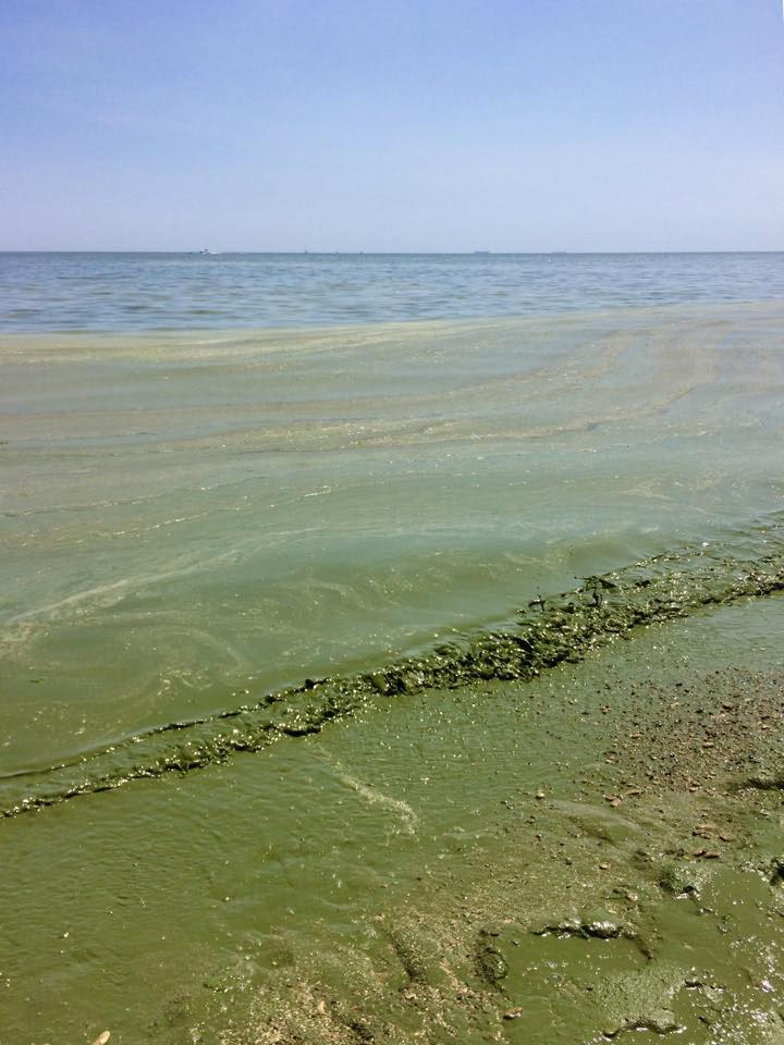 Море в Одессе стало зеленым: биологи не рекомендуют заходить в море