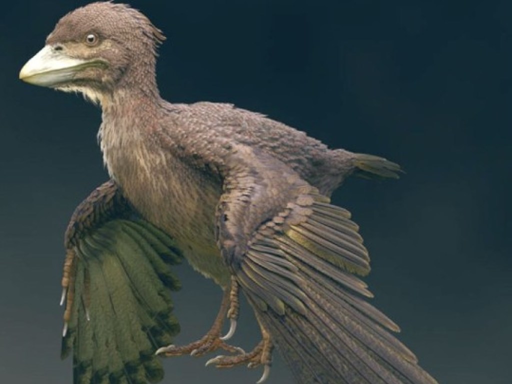 Ученые показали, как выглядела птица, жившая 120 млн лет назад