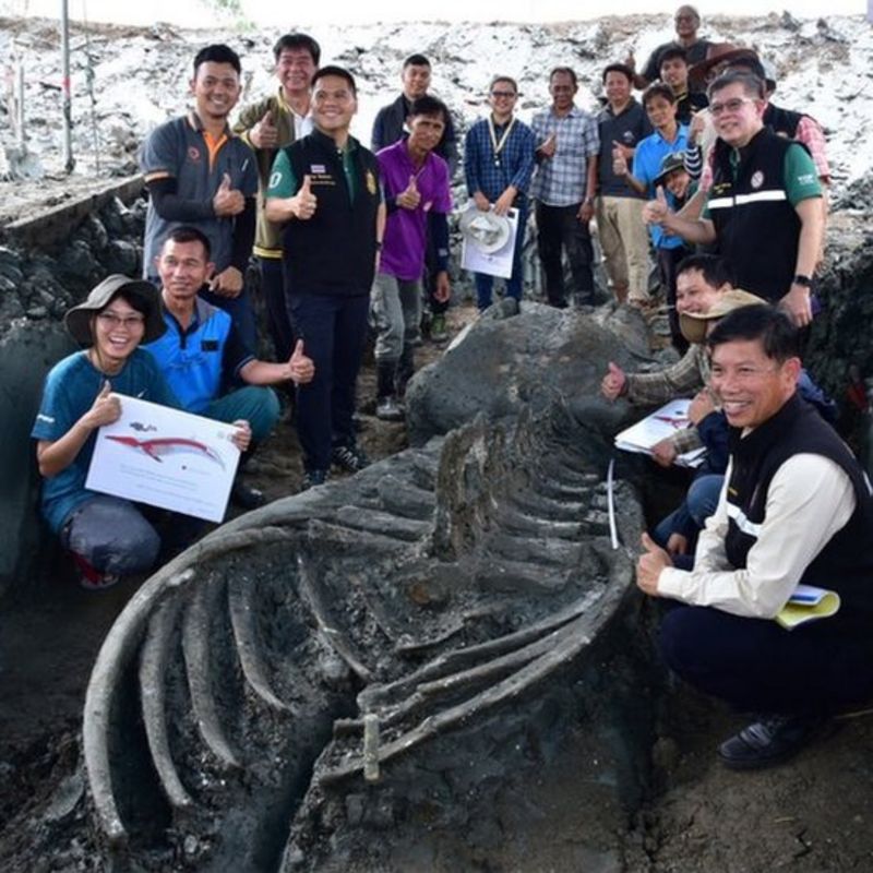 В Таиланде обнаружили останки кита, которым около 5 тысяч лет