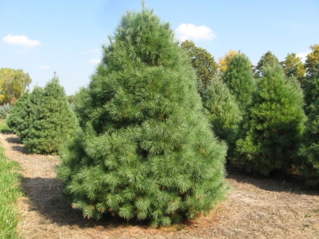 Гороскоп друидов сосна 