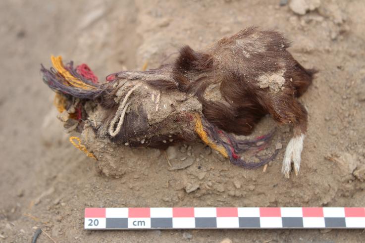 В Перу во время раскопок археологи нашли сотню морских свинок, принесенных в жертву богам