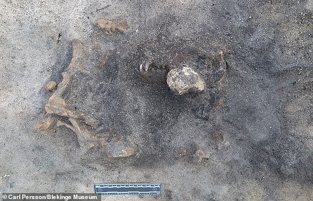 Археологи обнаружили загадочное захоронение собак