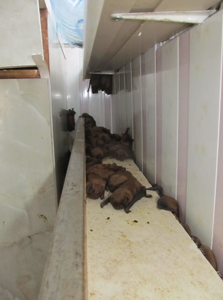 Во Львове в квартире нашли 1700 летучих мышей