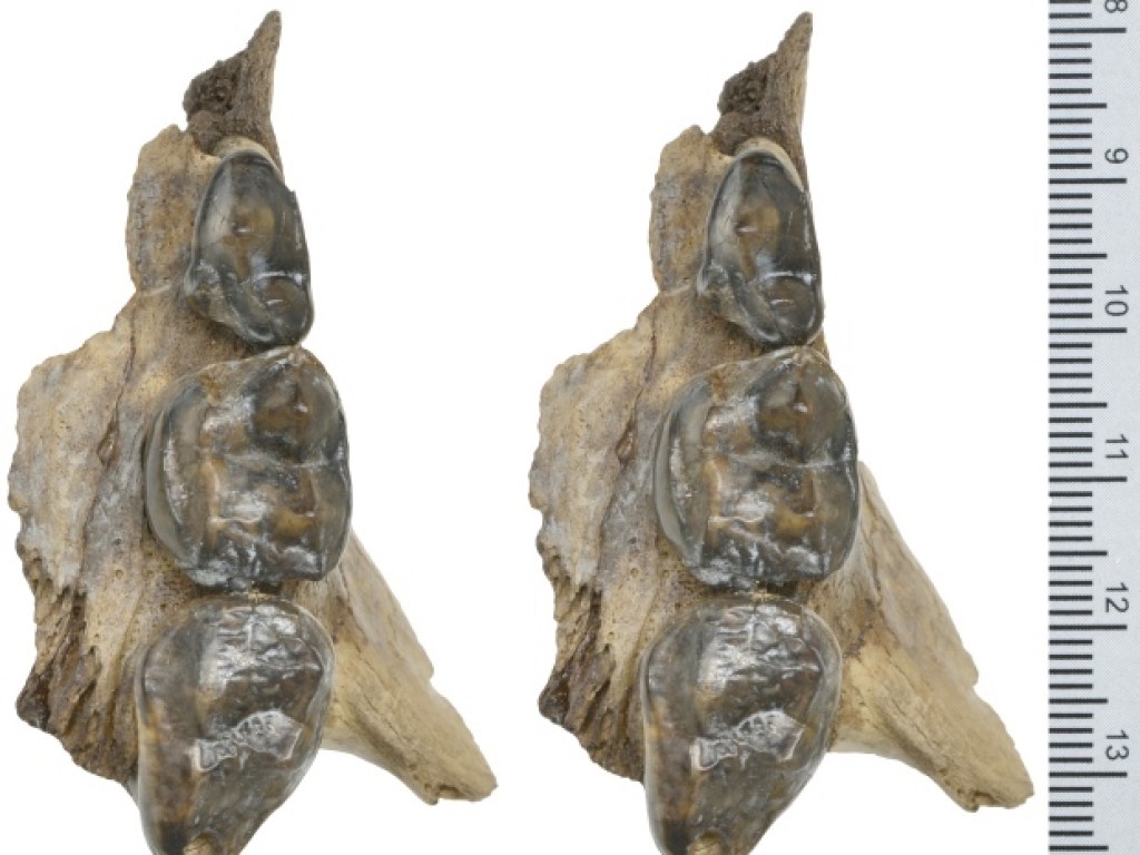 В Антарктиде нашли останки доисторического медведя, жившего 100 тысяч лет назад