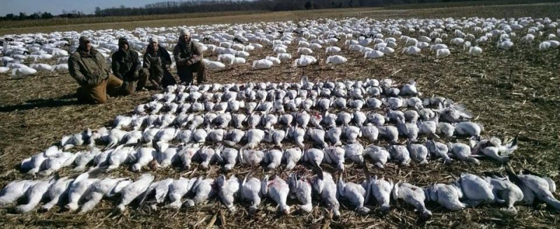 В Украину возвращается все меньше аистов