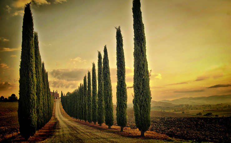 Кипарис гороскоп друидов 