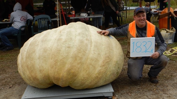 В США вырастили тыкву весом в тонну