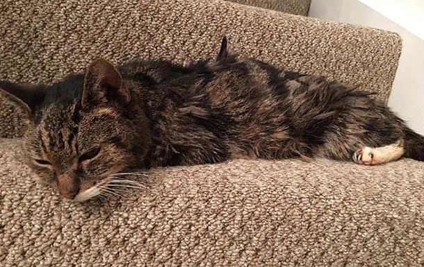 Кот потерялся 7 лет назад