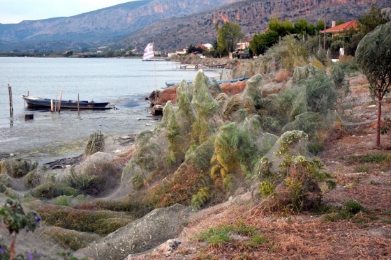 300-метровая паутина покрыла побережье Греции