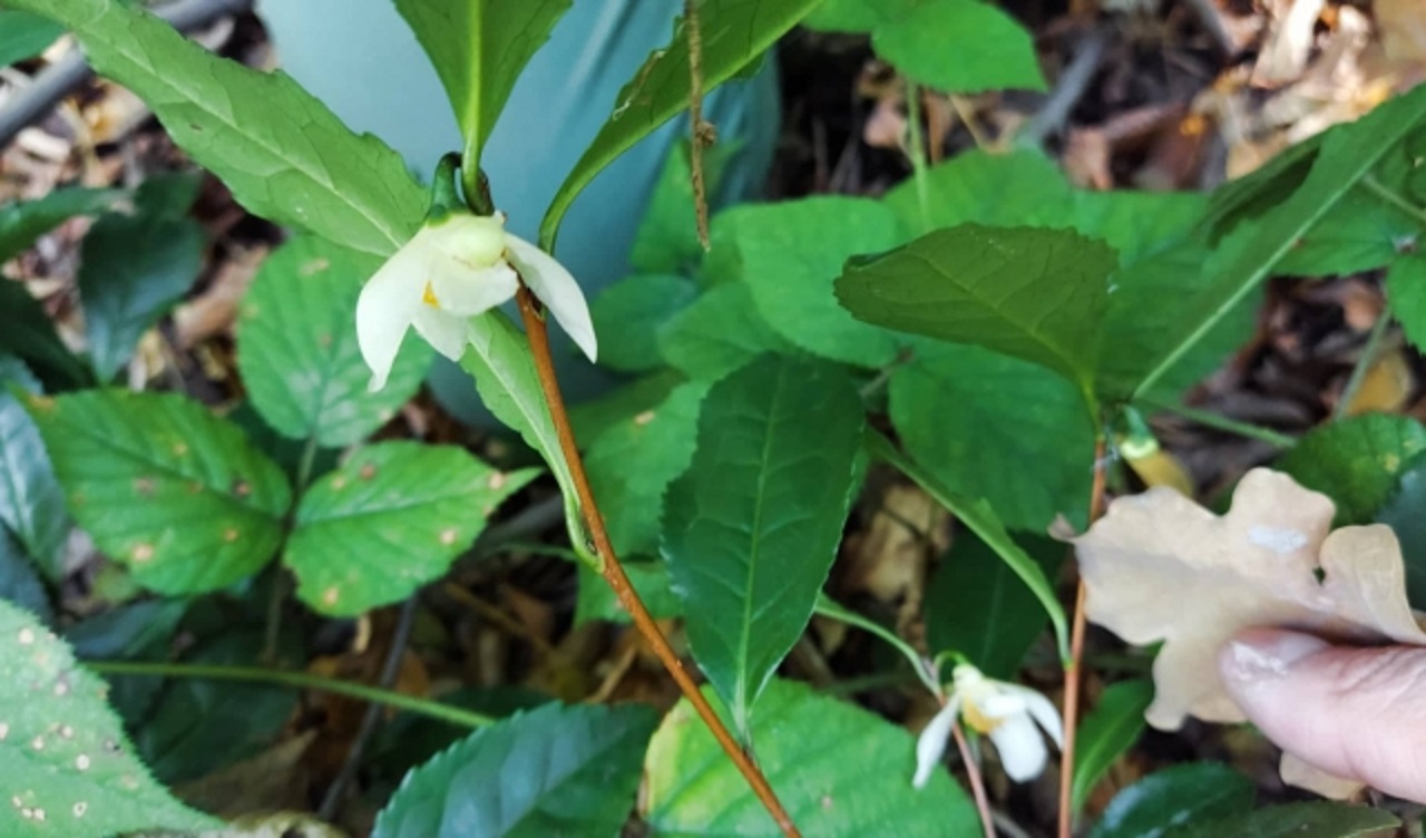На Закарпатье зацвел чай в октябре (фото: mukachevo.net)