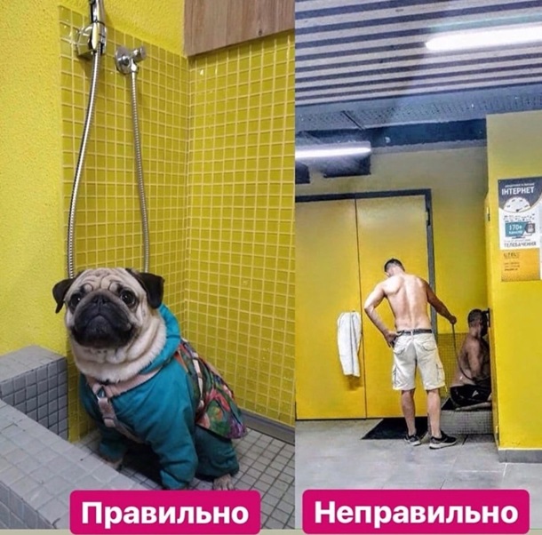 Душевые для собак – правда