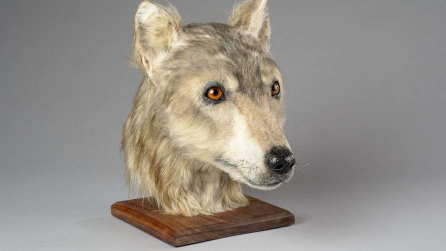 Ученые показали, как выглядела собака 4500 лет назад