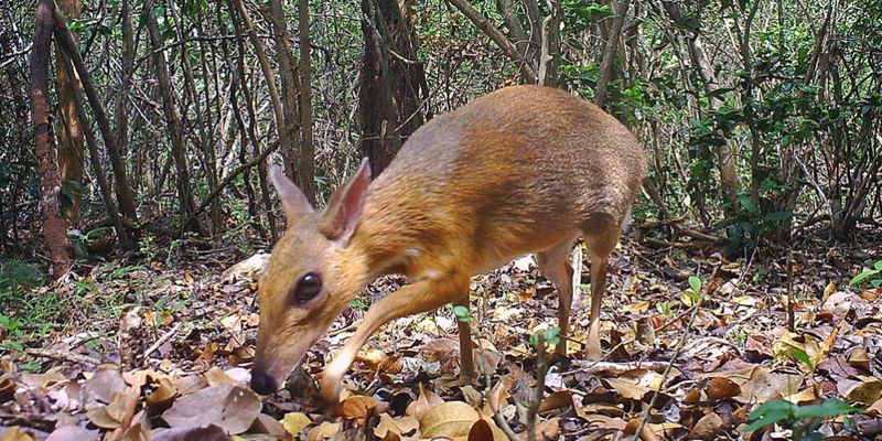 Оленьковые