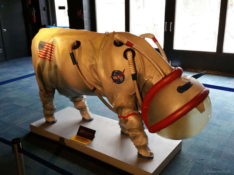 Лунный скафандр для коровы, разработка NASA. 1 апреля