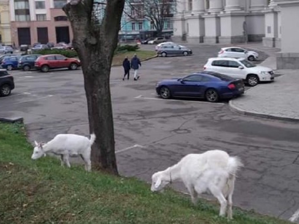 В Киеве заметили пасущихся коз у здания Министерства иностранных дел
