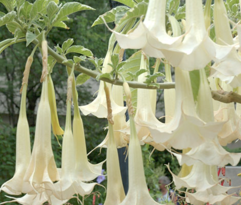 Так цветет дерево, из семян которого изготавливают самый сильный наркотик в мире - скополамин