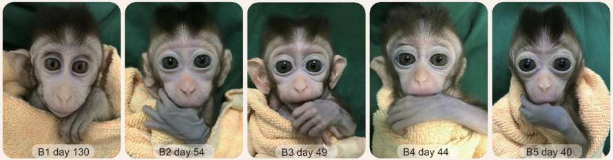 Китайские ученые создали новый вид животных.Изображение из журнала National Science Review