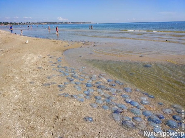 Медузы на пляже Одессы