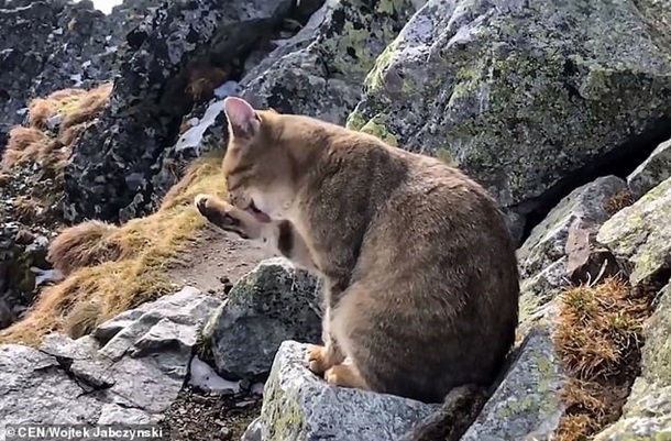 На высоте 2,5 тыс. метров альпинистам повстречался кот