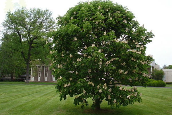 Гороскоп друидов каштан 