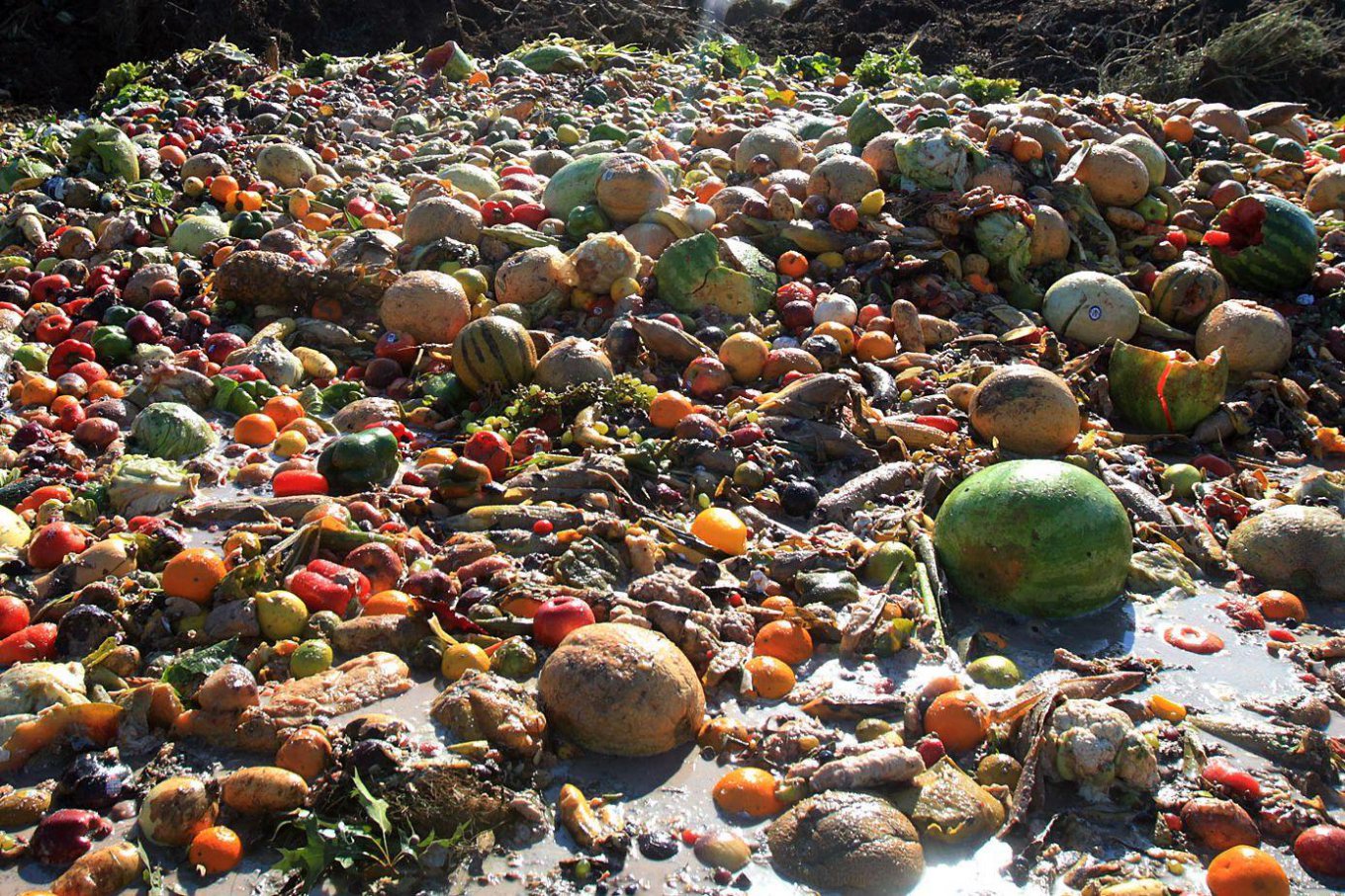 Люди выбрасывают треть еды