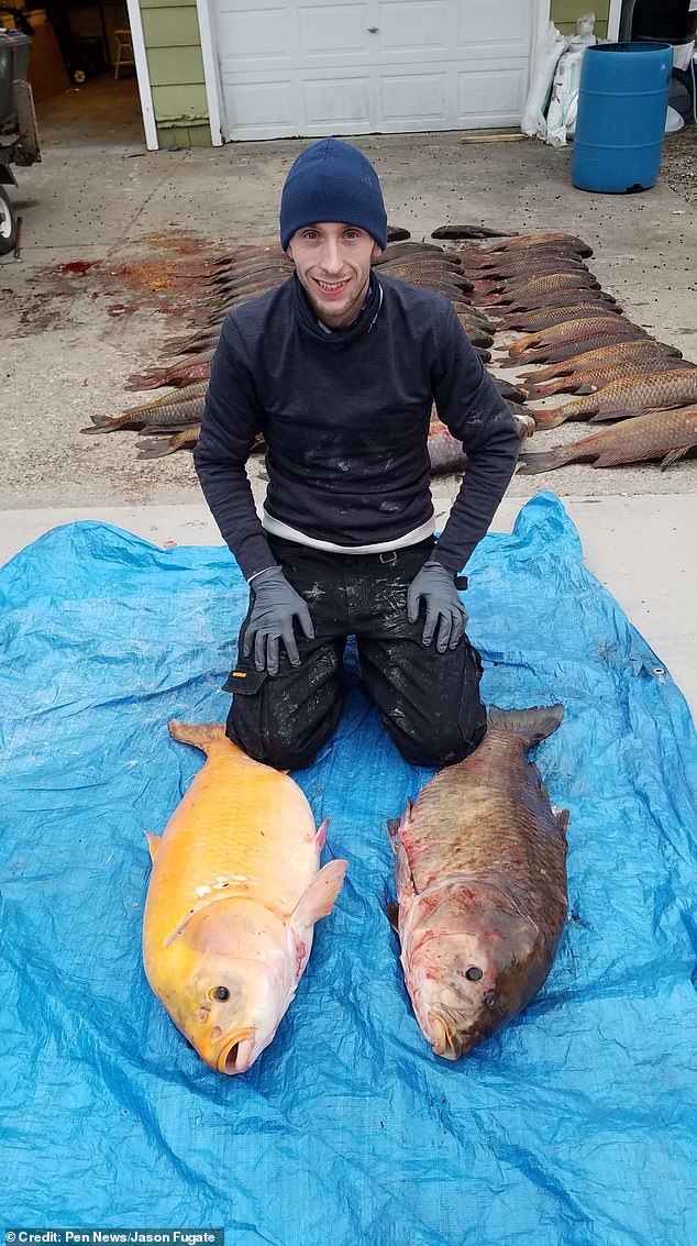 В США выловили гигантскую золотую рыбу-мутанта