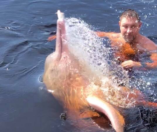 Стогний в Амазонке увидел редчайшее чудо планеты - розового дельфина