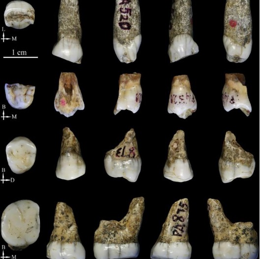 Зубы датируются средним плейстоценом - периодом от 172 000 до 240 000 лет назад