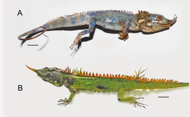 Впервые за сто лет найден носорогий дракон