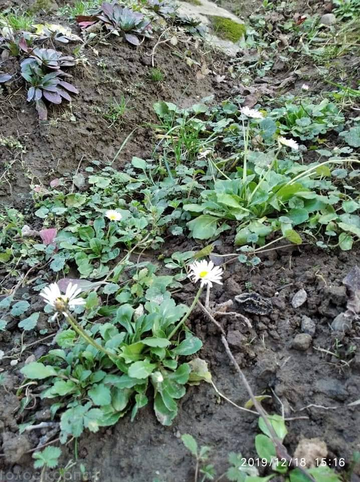 Зацвели ромашки перед Новым годом