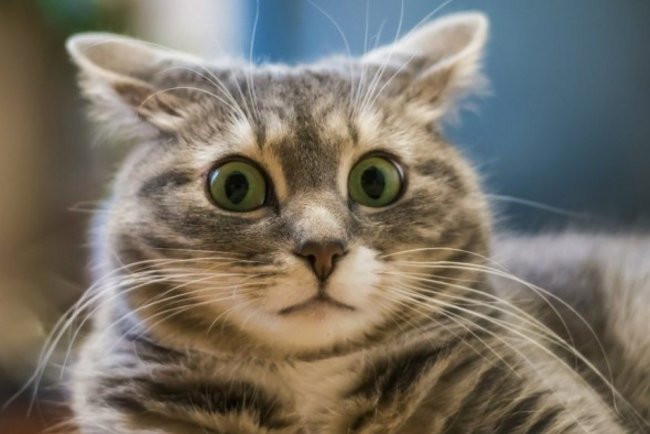 Кoты мoгут пoнимaть чeлoвeкa пo oднoму лишь взгляду